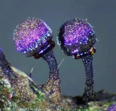 Mushroom Crystals: A Natural Wonder with Endless Potential