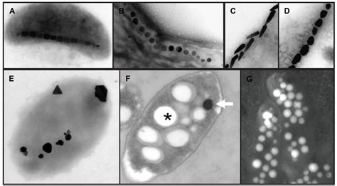 Mushroom Crystals: A Novel Frontier in Biomineralization and Nanotechnology