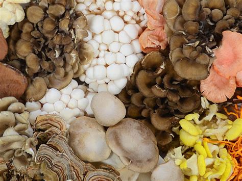 Mushroom Crystals: The Hidden Gem of Functional Ingredients