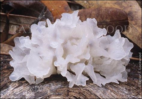 Mushroom Crystals: The Hidden Potential of Fungus-Formed Wonders