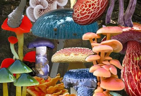 Mushroom Crystals: Unlocking the Hidden Potential of Nature's Mycobionts