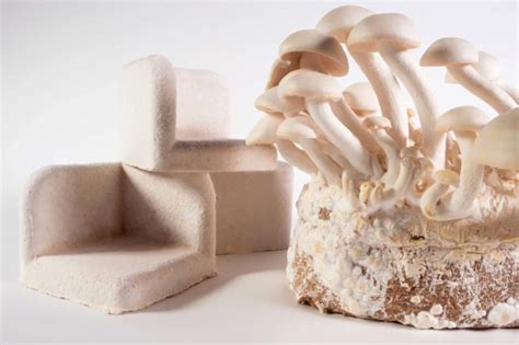 Mushroom Crystals: Unveiling the Wonders of Mycelium-Enhanced Biomaterials