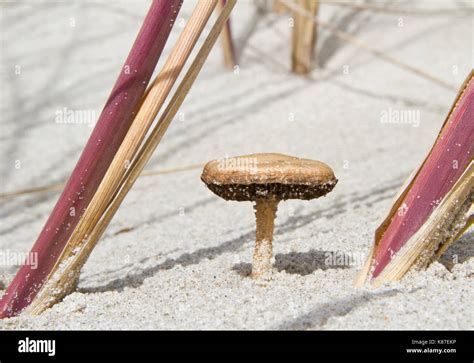 Mushroom In The Sand PDF