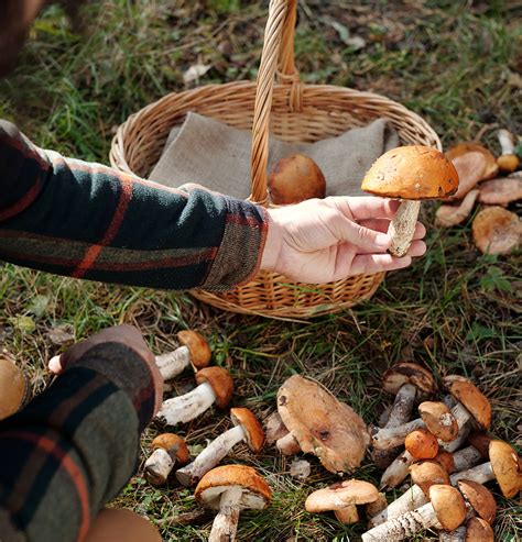 Mushroom Panties: 10,000 Surprising Benefits