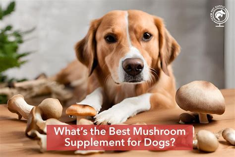 Mushroom Supplements for Dogs: The Powerhouse for Canine Wellness