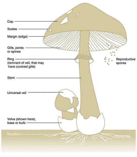 Mushroom Swollen Heads: