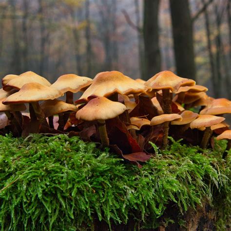 Mushrooms: Nature's Hidden Gems