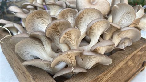 Mushrooms: The Secret Ingredient to Unlock Plant Paradise