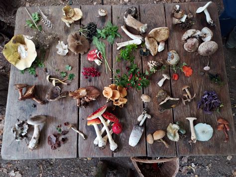 Mushrooms Best Guide on Mushroom Foraging With Pictures Mushroom Foraging Edible Mushroom In The Wild Edible Mushroom Guide Reader