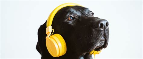 Music for Dogs: The Ultimate Guide to Soothing Your Furry Friend