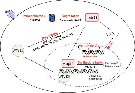 Mutant Oncogenes Targets for Therapy Reader
