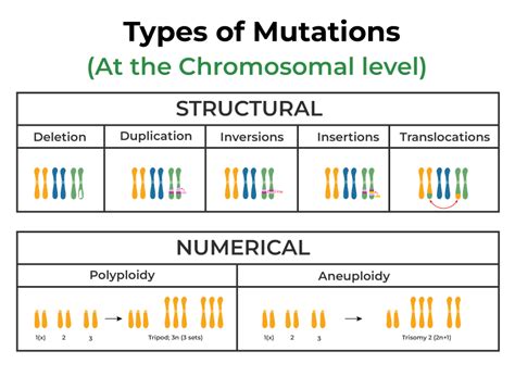 Mutation Doc