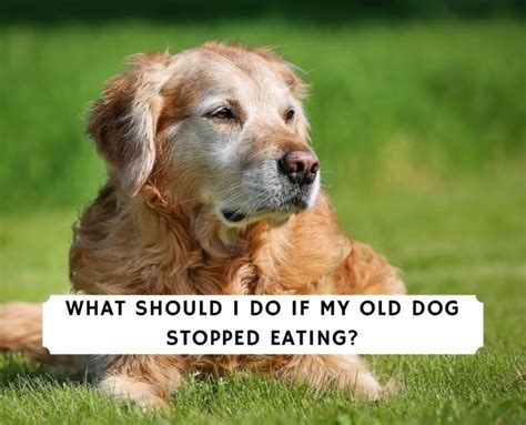 My 13 Year Old Dog Stopped Eating: What to Do