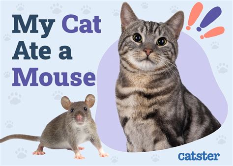 My Cat Ate a Mouse: A Comprehensive Guide to Understanding the Risks and What to Do Next