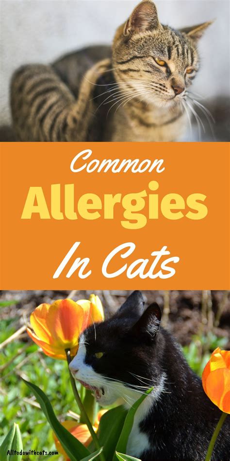 My Cat Has Allergies: A Comprehensive Guide to Symptoms, Causes, and Treatment