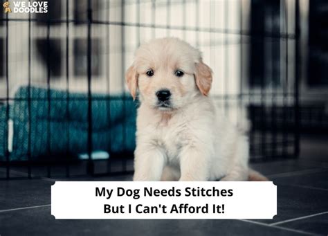 My Dog Needs Stitches But I Can't Afford It: A Comprehensive Guide to Low-Cost Vet Care