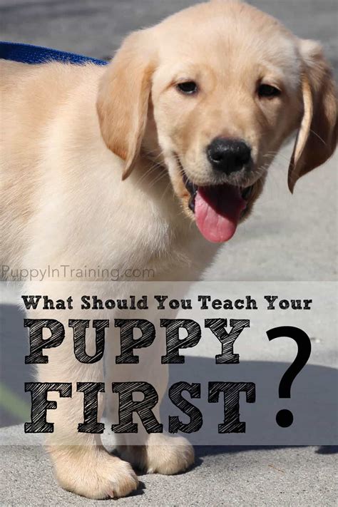 My First Puppy PDF