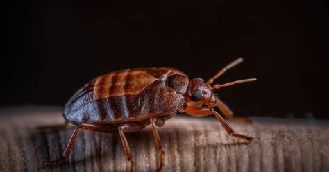 My Friend Has Bed Bugs and Sat in My Car: A Comprehensive Guide to Prevention and Treatment