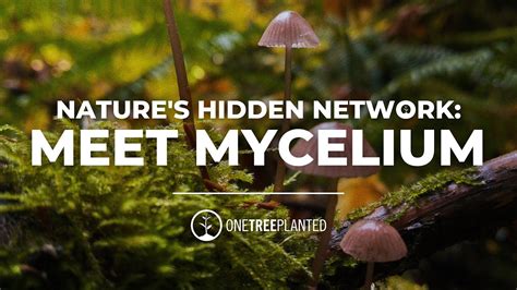 Mycelium Might: Unraveling the Potential of Nature's Hidden Network