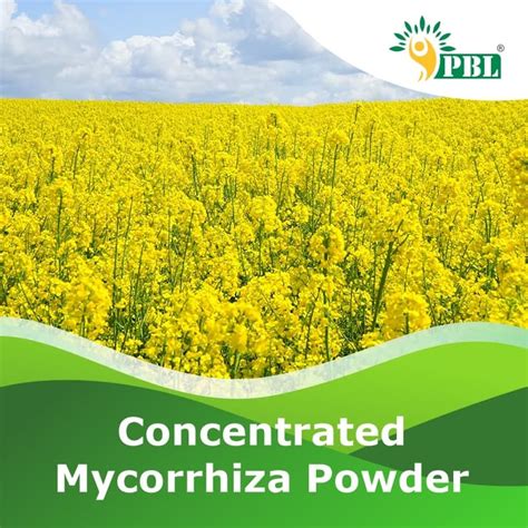 Mycorrhiza Fertilizer: Unlock the Hidden Power of Soil