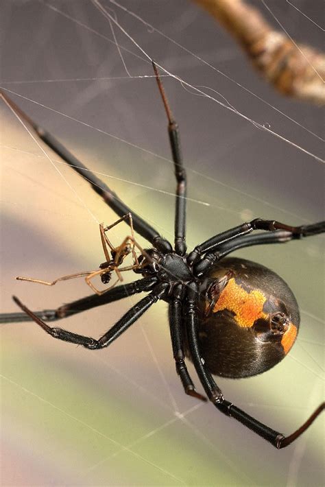 Mysterious and Misunderstood: The Black Widow Spider