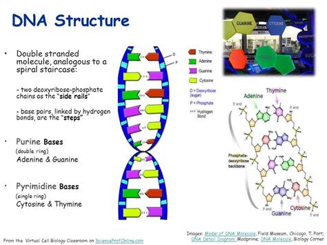 Mystery Of Dna Answers Reader