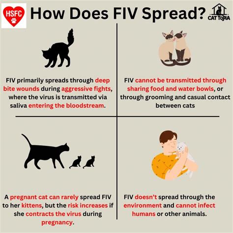 Myth 1: Cats with FIV are contagious to humans.