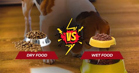 Myth 1: Dry Food is Better than Wet Food