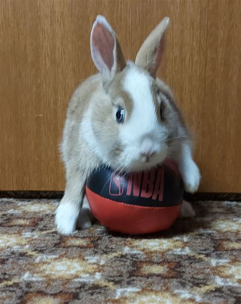 NBA Bunny