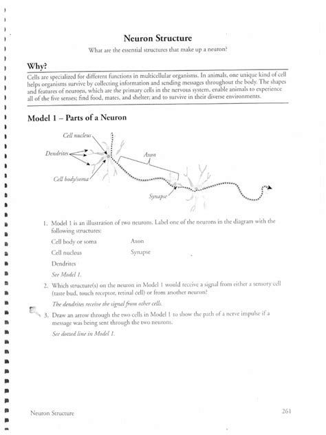 NEURON STRUCTURE POGIL ANSWERS Ebook Doc