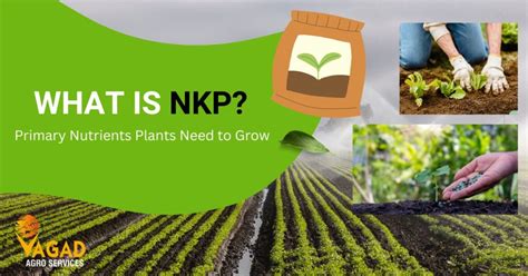 NPK Blending Plant: A Comprehensive Guide to Essential Nutrient Manufacturing