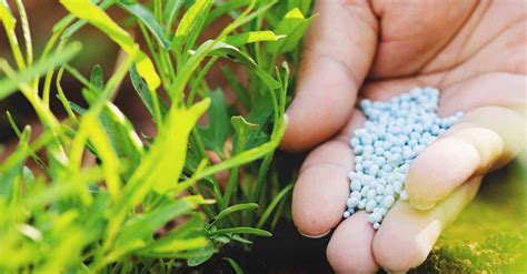 NPK Fertilizer Plant: The Ultimate Guide to Increasing Crop Productivity