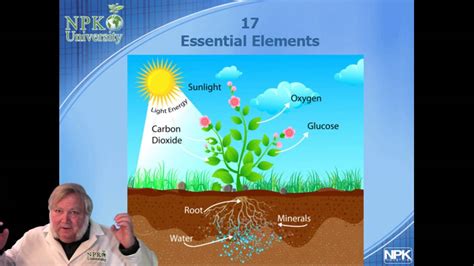 NPK Plant Manufacturer: 3 Essential Elements for Plant Growth