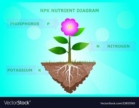 NPK Plant Manufacturer: Your Guide to Essential Plant Nutrition