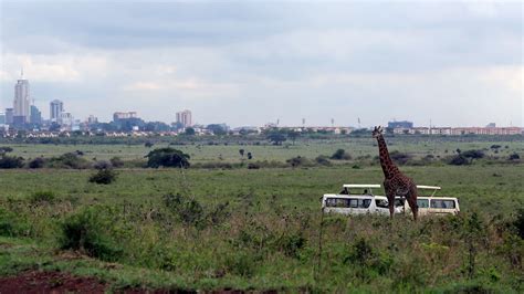 Nairobi National Park: Exploring the Heart of the Wild in Nairobi