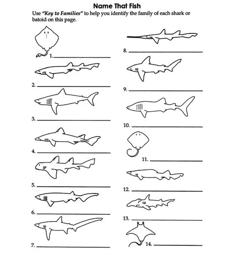 Name That Fish Key To Families Answers Doc