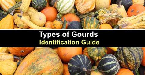 Name Types Of Gourds Chart
