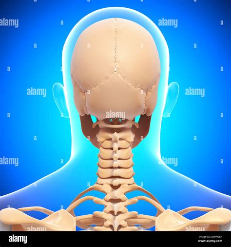 Nape of the Neck: