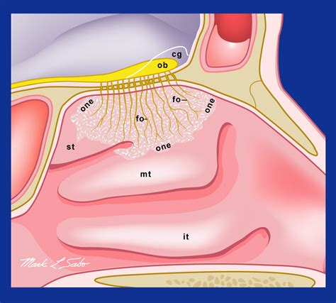 Nasal Vomeros: The Unsung Heroes of Olfaction