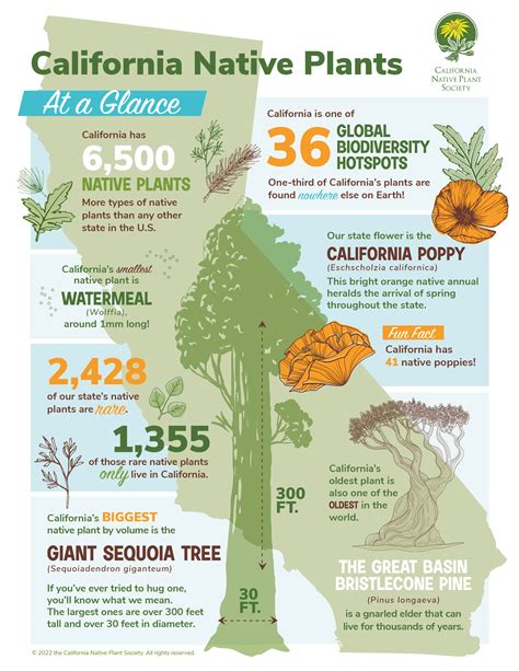 Native California Flora: