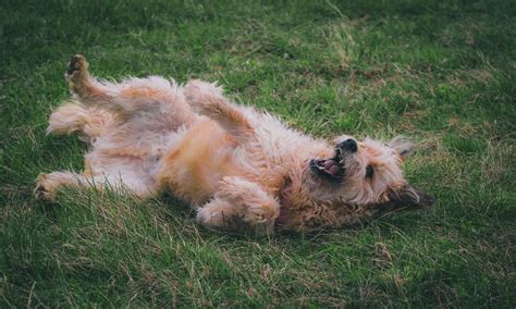 Natural Arthritis Medicine for Dogs: 9 Effective Remedies and 4 Tables to Help Your Furry Friend