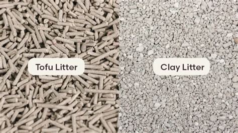 Natural Cat Litter vs. Clay Litter: The 2025 Litter Evolution