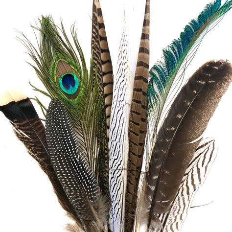 Natural Feathers: