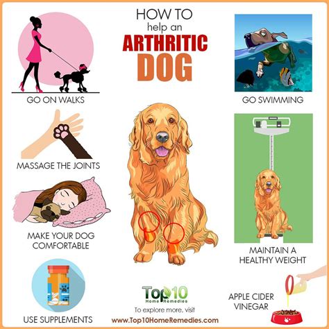 Natural Help for Dogs with Arthritis: Alleviating Pain and Improving Mobility