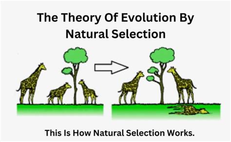 Natural Selection: A Fundamental Concept in AP Psychology