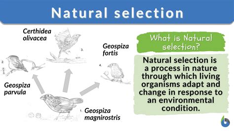 Natural Selections Kindle Editon