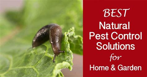 Natural Solutions To Pest Control Epub