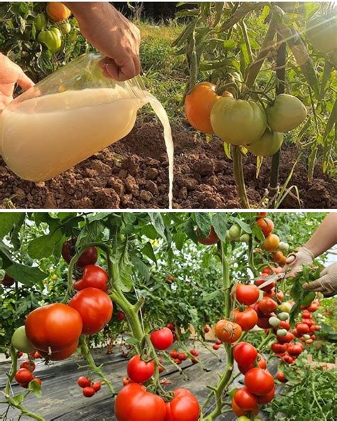 Natural Tomato Fertilizer: 17 Proven Methods to Boost Your Yield