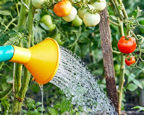 Natural Tomato Fertilizer: 7 Powerful Ingredients for Homegrown Bounty