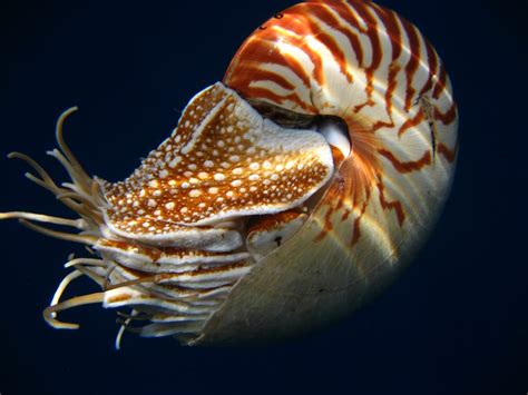 Nautilus: O Fascinante Molusco Antigo que Navega Pelos Oceanos